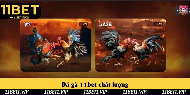 Thành viên 11bet được tham gia các trận đấu đá gà sống động, chân thực